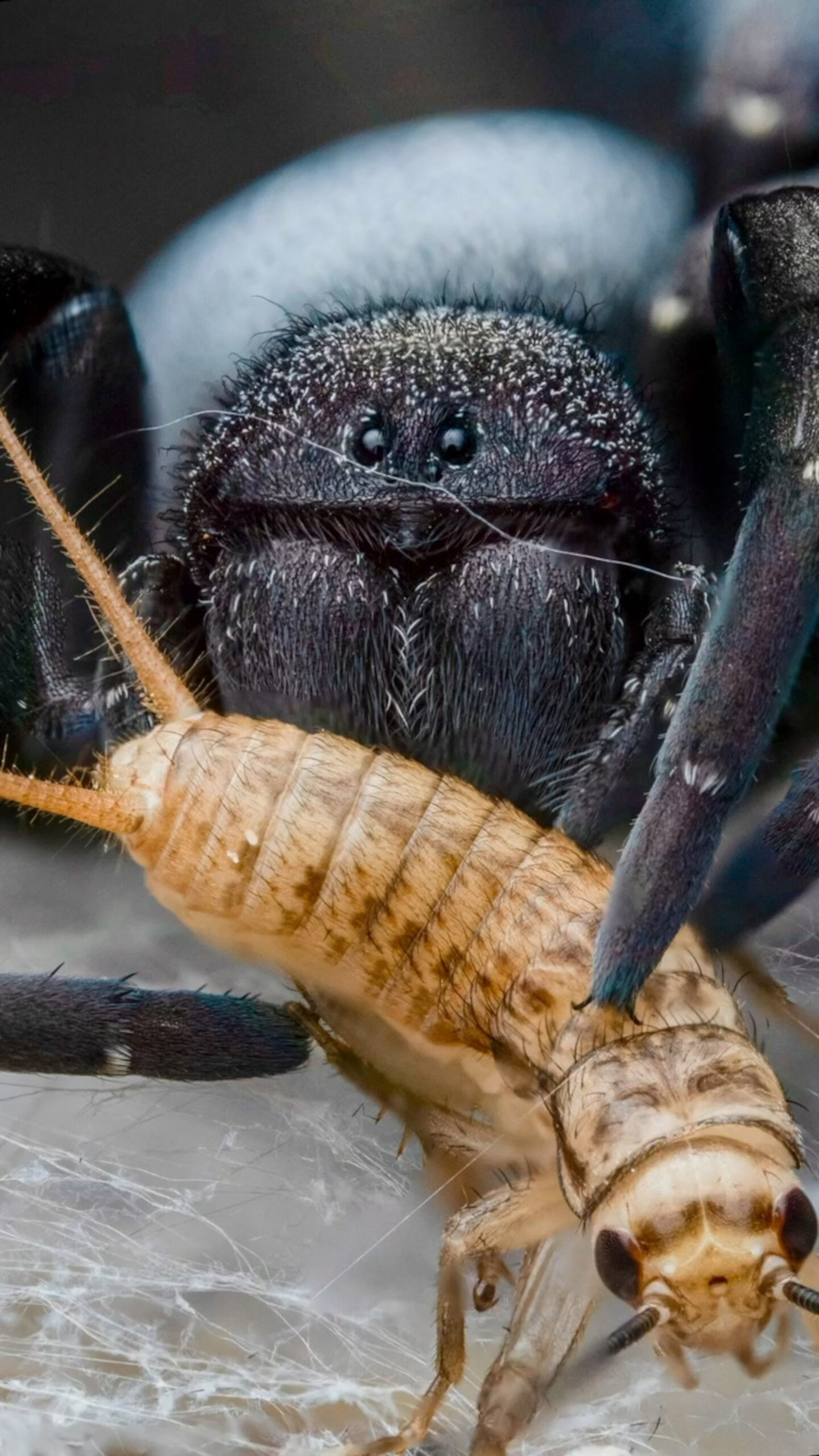 Read more about the article HALLOWEEN CREEPS: Velvet Spider Pet Feeds On Tiny Bug