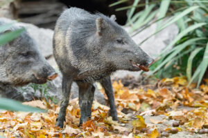 Read more about the article FALL GUYS: Animals At World’s Oldest Zoo Nibble On Tasty Autumn Leaves