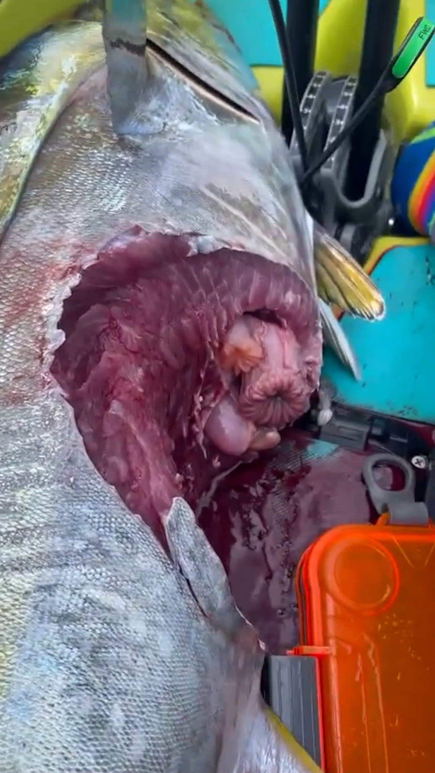 Read more about the article SHARK BAIT: Hawaiian Angler Catches Two Massive Tuna Fish That Are Both Mauled By Circling Sharks