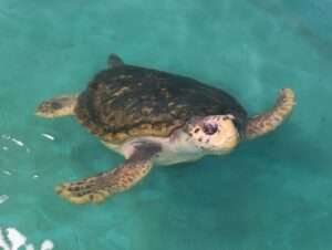 Read more about the article I’M A SHELL-EBRITY GET ME OUT OF HERE: Jorge The VIP Turtle Goes To Rehab After 38 Years In Captivity