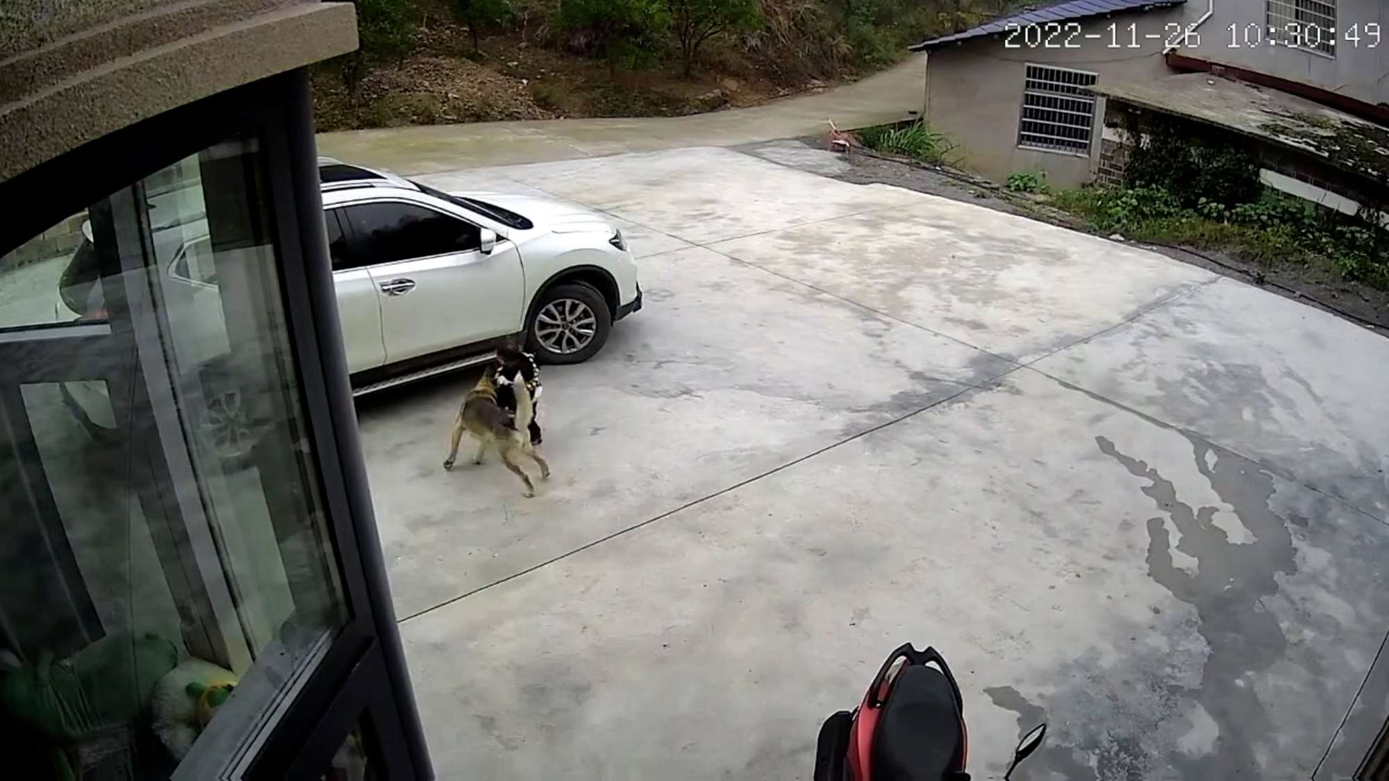 Read more about the article LITTLE SHEPARD: Clever Pup Pushes Toddler Away From Dad’s Departing Car