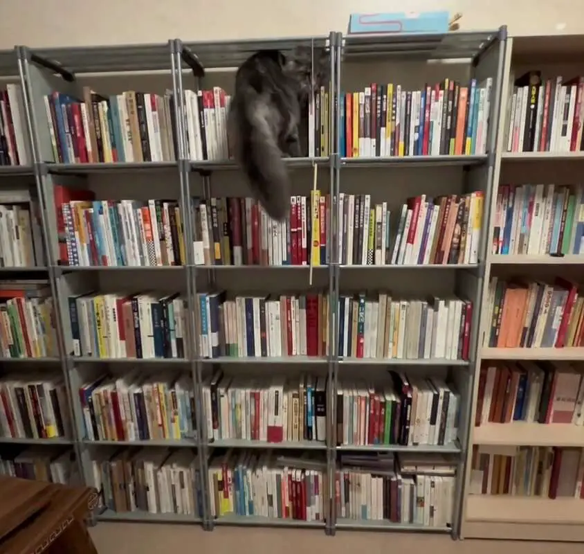 Read more about the article GET MEOW-TA HERE: Real-Life Fat Cat Brings Down Bookshelf