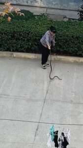 Read more about the article HISS-STERIA: Students Panic As Female School Worker Catches Snake With Bare Hands