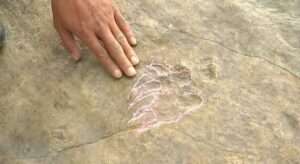 Read more about the article TURTLE SHOCK: Amazed Boffins Discover 100-Million Years Old Turtle Footprints
