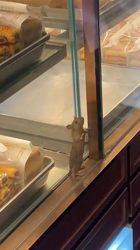 Read more about the article SUPERMARKET SQUEAK: Shocked Customers Find Mouse On Pastry Counter