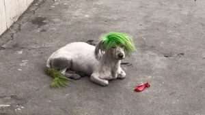 Read more about the article LOST AND HOUND: Owner Dyed Pet Pooch Green So She Would Never Lose It