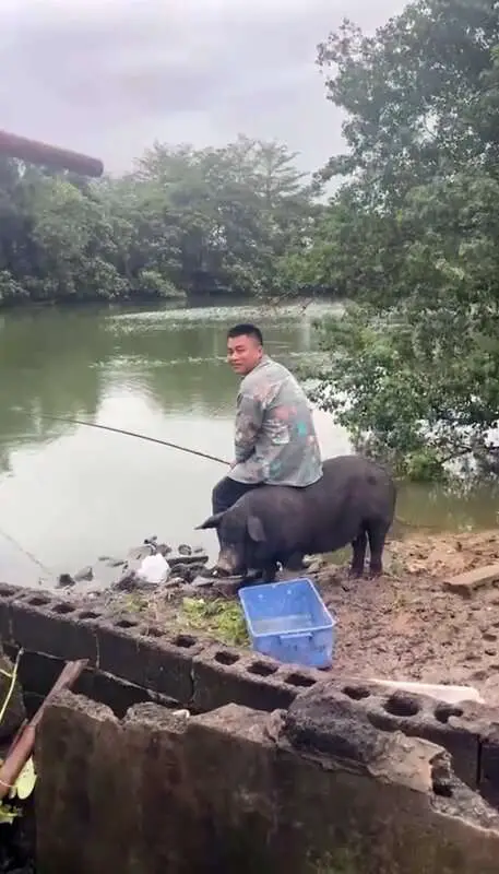 Read more about the article HOOK LINE AND STINKER: Angler Uses Pig As Stool