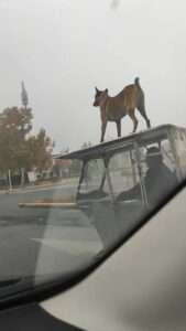 Read more about the article HOW DID YOU GET PUP THERE? Dog Hitches Lift On Roof Of Motor Trike