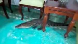 Read more about the article BRUSH WITH DEATH: Fearless Woman Sweeps Massive Crocodile Out Of Home