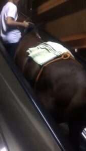 Read more about the article TROT THE HECK? Man Leads Horse Up Escalator