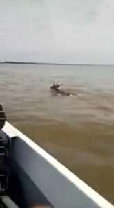 Read more about the article DEER GOD: Gruesome Video Shows Fishermen Killing Swimming Deer Using An Anchor