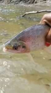 Read more about the article A-FLOAT-ALYPSE NOW: Thousands Of Fish Die In Drought