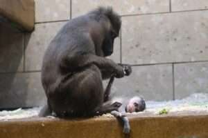 Read more about the article RIP: Endangered Monkey Mum Mourns First Baby After It Was Stillborn￼