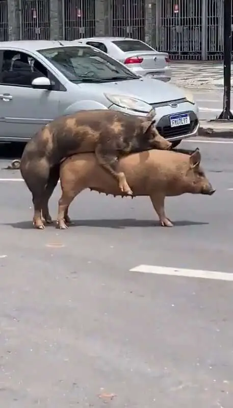 Read more about the article ROAD HOGS: Pigs Go At It In Middle Of Busy Road