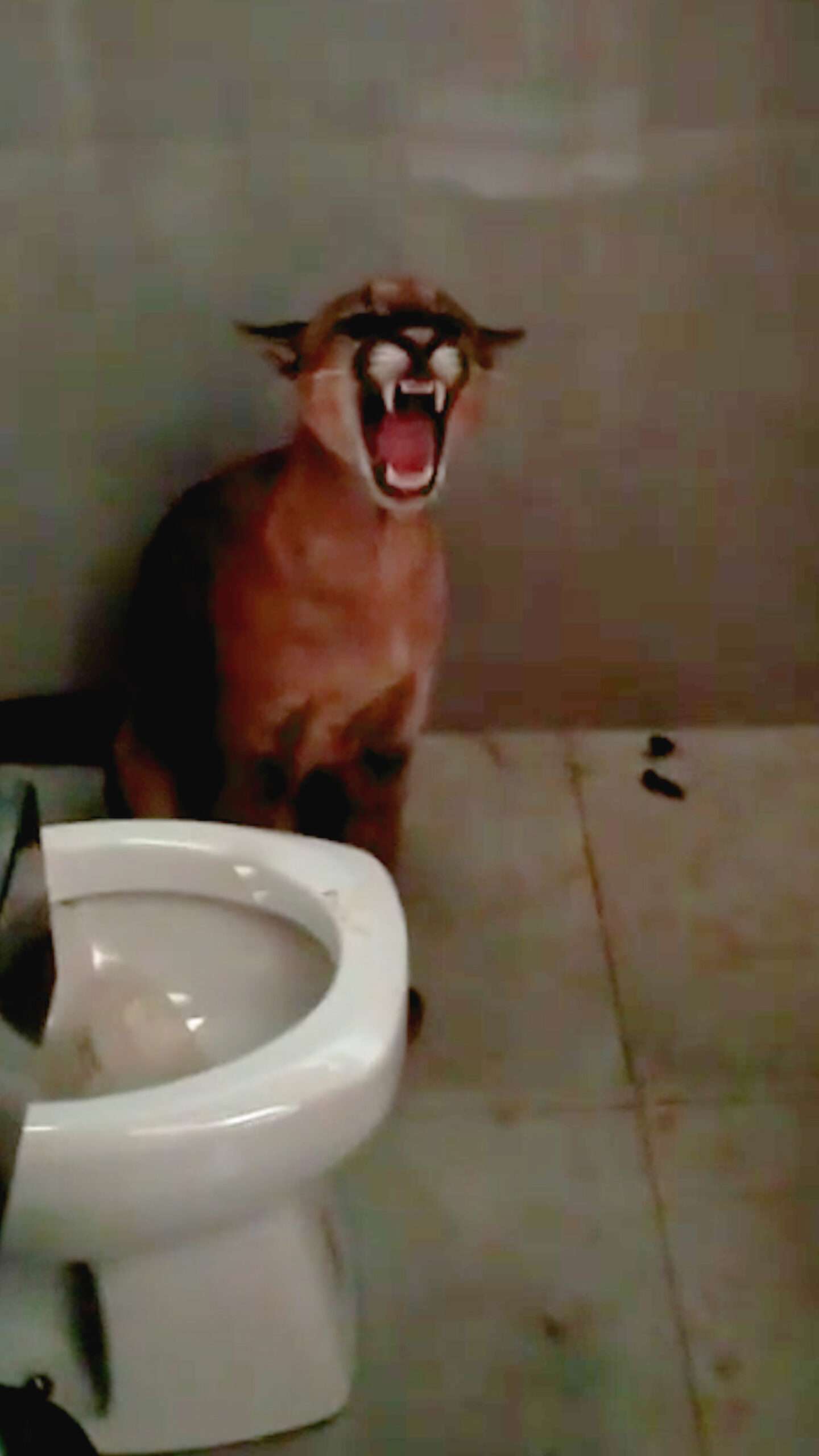 Read more about the article NEEDED A PU-MA: Woman Who Popped To Loo Came Face To Face With Puma