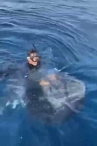 Read more about the article SHARK RAVING MAD: Divers Outraged At Footage Of Man Riding Whale Shark