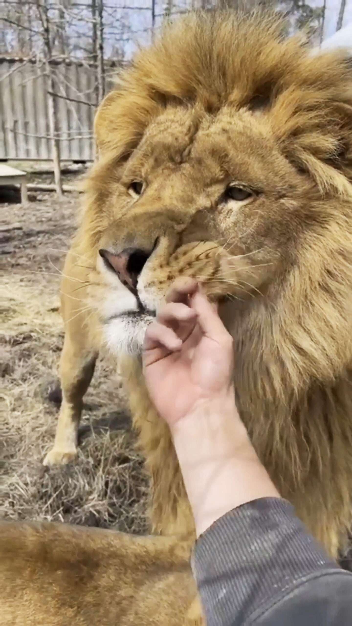 Read more about the article ROAR-SOME BOND: Zookeeper Sticks Fingers In Lion’s Mouth To Tease Him