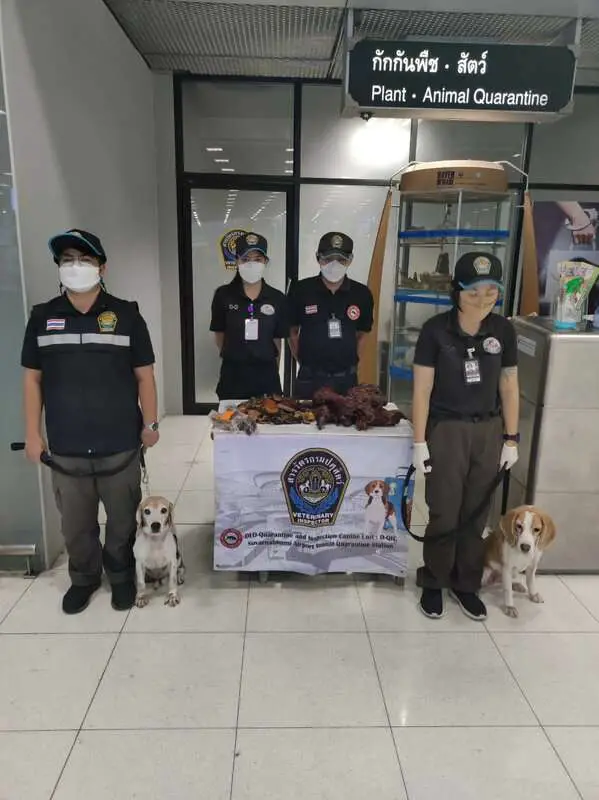 Read more about the article BATTY FIND: Airport Customs Dogs Bust Chinese Tourist Smuggling Smoked Bats In Suitcase