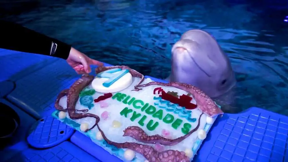 Read more about the article HAPPY BIRTHDAY: Cute Beluga Whale Celebrates Sixth Birthday With Cool ‘Cake’