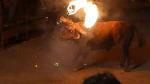 Read more about the article BALLS UP: Terrified Bull Dies After Burning Horns Were Strapped To Its Head
