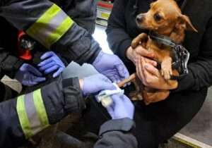 Read more about the article PAW PATROL: Firemen Save Chihuahua Stuck In Escalator
