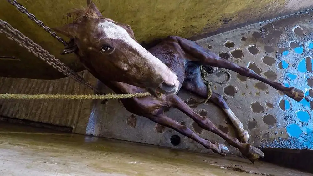 Read more about the article NEIGH WAY: Shocking Torture Of Horses Slaughtered To Be Sold As Beef