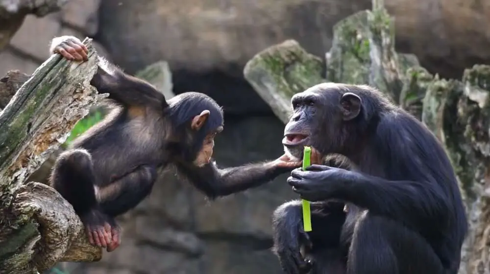 Read more about the article CHIMP’S SUDDEN DEATH: Spanish Zoo Bids Sad Farewell To Four-Year-Old Chimpanzee