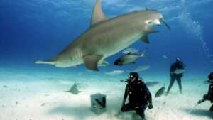 Read more about the article FISH FINGERS: Moment Woman Diver Hand Feeds Hammerhead Shark