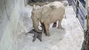 Read more about the article MAMMOTH PREGNANCY: Cute Nelliephant Born In Spanish Zoo After 653-Day Gestation