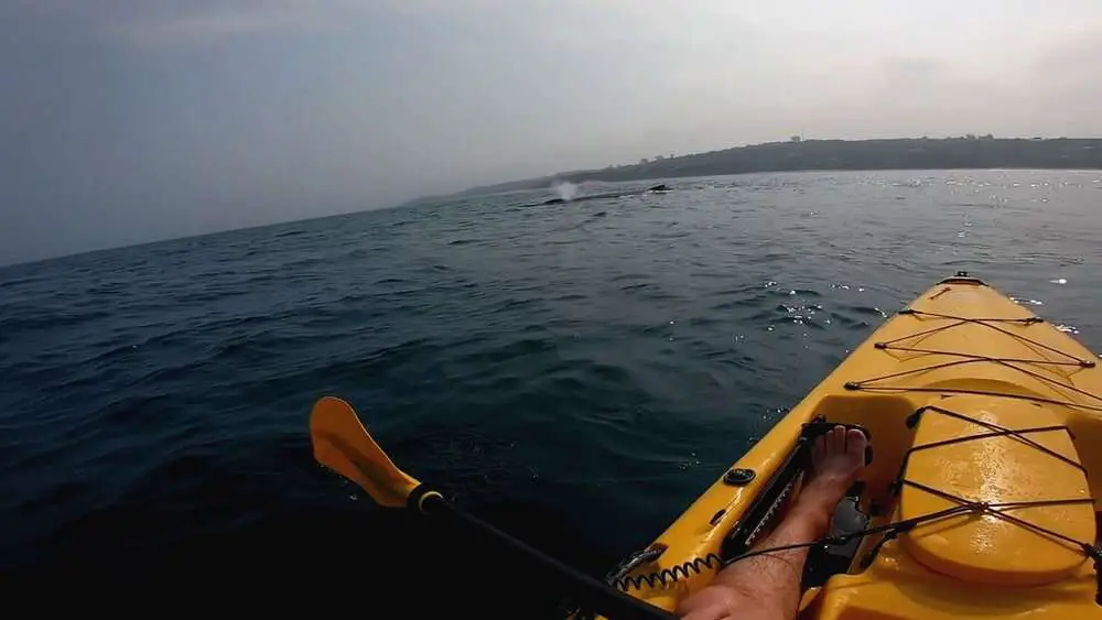 Read more about the article WHALE FANCY MEETING YOU HERE: Kayaker’s Incredible Close Encounter With Whale Mum And Her Calf