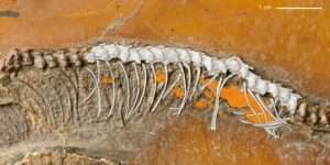 Read more about the article SHELL SHOCKER: Oldest Live Birth Of Snake Dating Back 47 Million Years Discovered￼