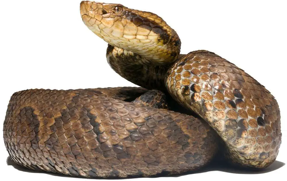 Read more about the article CHILLING DISSSSS-COVERY: Two New Deadly Snakes Species Found