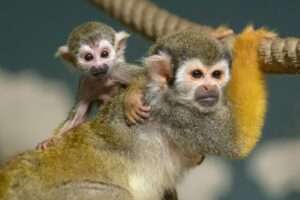 Read more about the article MONKEY BUSINESS: World’s Oldest Zoo Celebrates 270th Anniversary With Adorable New Squirrel Monkey Babies