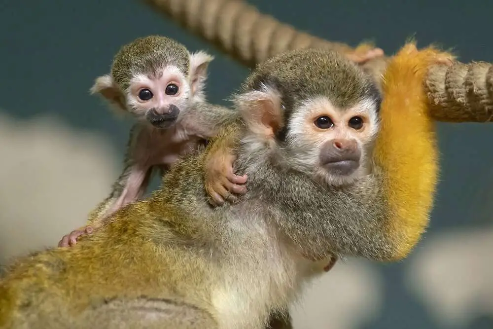 Read more about the article MONKEY BUSINESS: World’s Oldest Zoo Celebrates 270th Anniversary With Adorable New Squirrel Monkey Babies