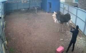 Read more about the article BIRD BRAIN: Ostrich Keeper Chased And Pecked By Angry Pets After Turning Up Late With Lunch