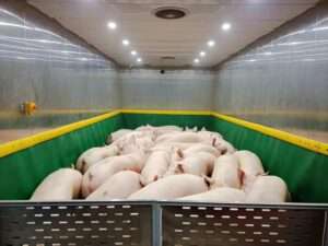 Read more about the article PIGGIES OFF TO MARKET: First Guests’ Check Out Of High-Tech Pig-Farming Skyscrapers