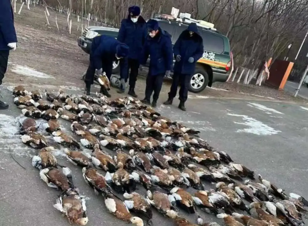 Read more about the article WHAT THE DUCK? Mystery Of Hundreds Of Wild Ducks Found Frozen In Ice