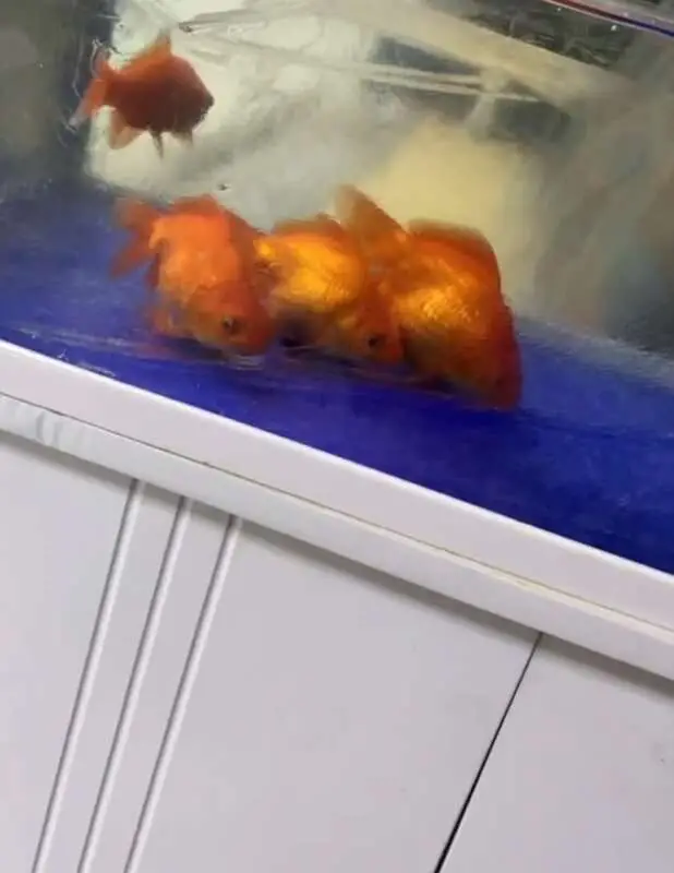 Read more about the article OFF THE SCALE: Amazing Survival Of Goldfish Frozen Solid In Tank