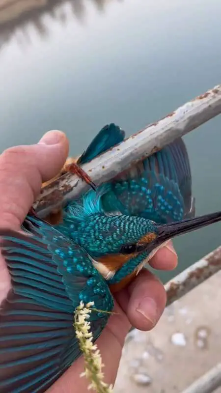Read more about the article KINGFISHER FINGERS: Man Uses Hands To Free Tiny Bird Frozen By Feet To Metal Railing