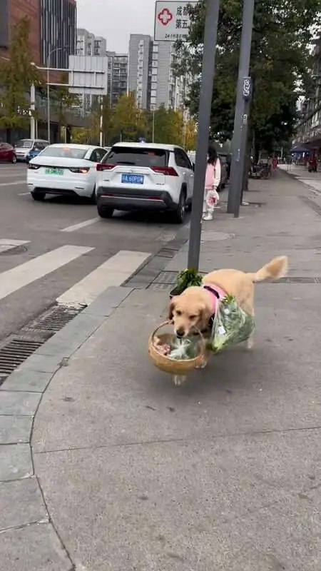 Read more about the article PAWS FOR A REST: Dog Takes A Break As It Carries Home Bag Full Of Groceries