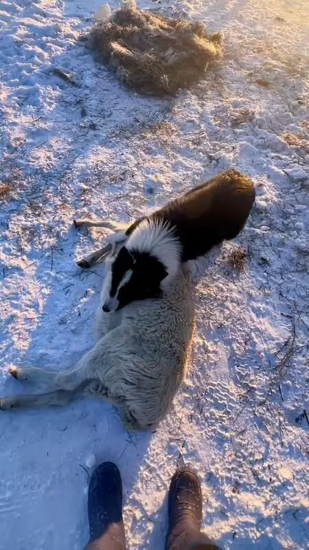 Read more about the article WAKE UP EWE: Heartbroken Dog Tries To Revive Frozen Sheep