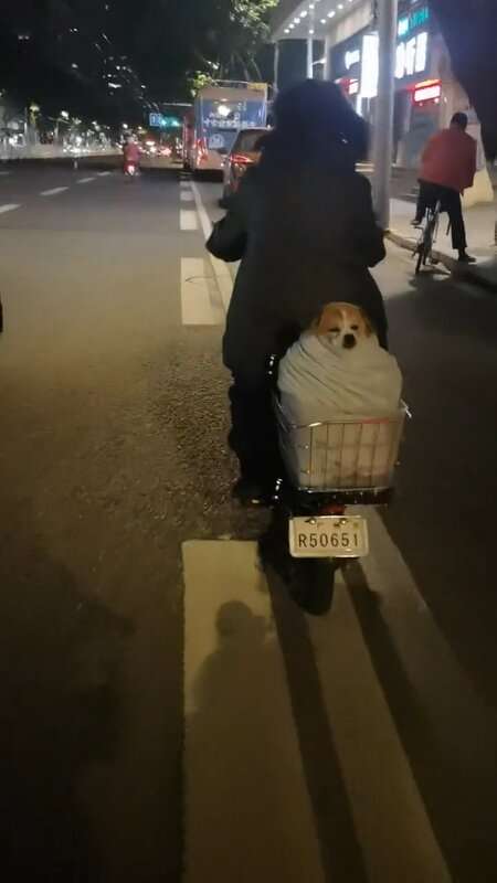 Read more about the article DOG TIRED: Dog Rides Bike Wrapped In Blanket To Keep Warm