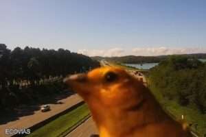 Read more about the article BIRD LUCK: Curious Canary Pecks At Traffic Camera In Brazil In World Cup Omen