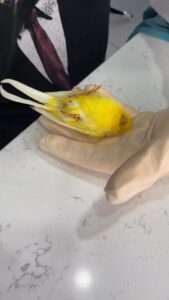 Read more about the article CLEVER BIRD: Canary Plays Dead At Vet’s