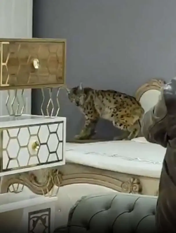 Read more about the article FUR REAL? Wild Lynx Caught On Furniture Store Sofa