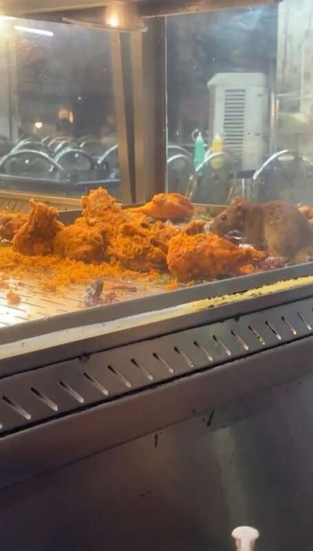 Read more about the article CHICKEN SURPRISE: Restaurant Shut Down After Video Of Rat Nibbling On Fried Food Emerges Online