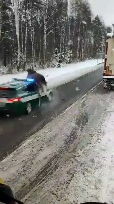 Read more about the article ELK ME UP: Moment Polish Customs Police Car Knocks Poor Elk Flying As It Zooms Down Icy Road