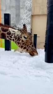 Read more about the article SNOW JOKE: Endangered Giraffe Clearly Enjoys Munching On Snow In Hilarious Videos
