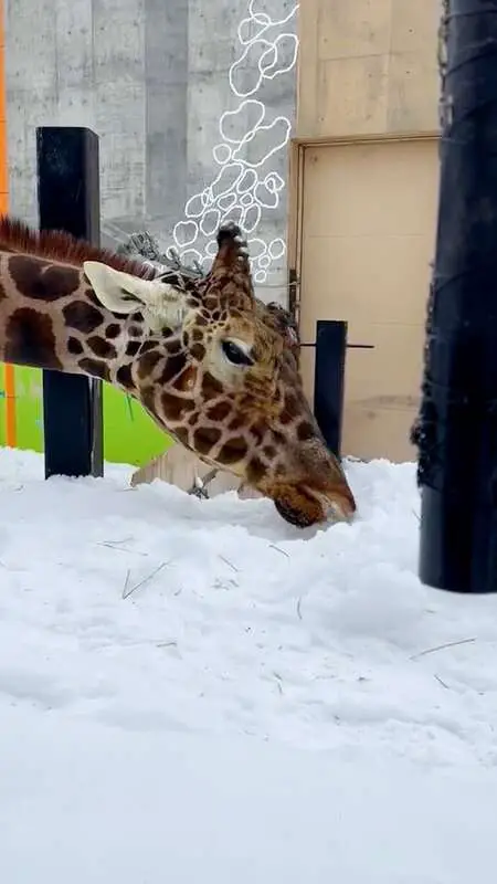 Read more about the article SNOW JOKE: Endangered Giraffe Clearly Enjoys Munching On Snow In Hilarious Videos
