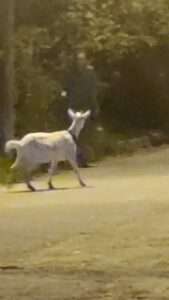 Read more about the article GHOST FLUSTERS: Man ‘Traumatised’ After Spotting Spook In Goat Video – No Kidding